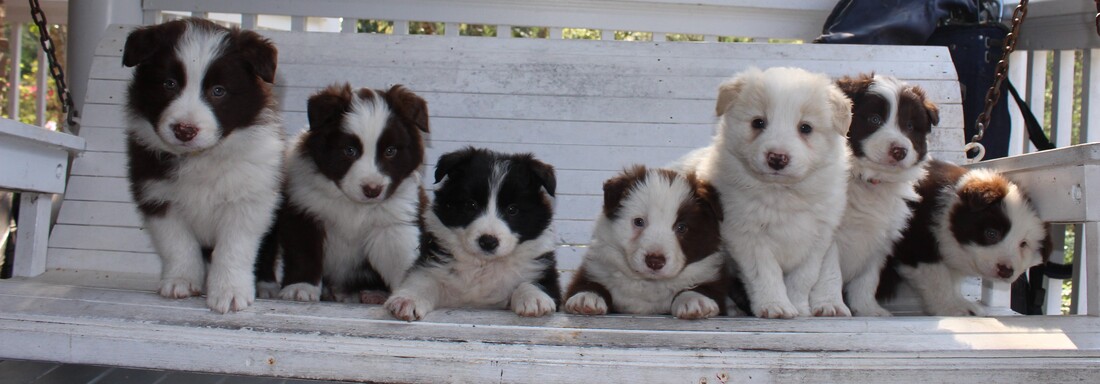 available border collies